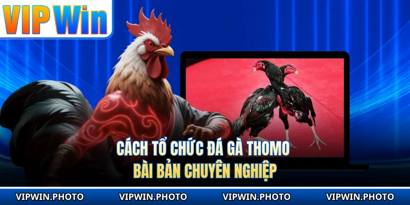 Cách tổ chức đá gà Thomo bài bản chuyên nghiệp