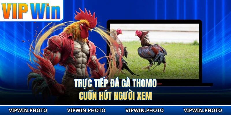 Trực tiếp đá gà Thomo cuốn hút người xem